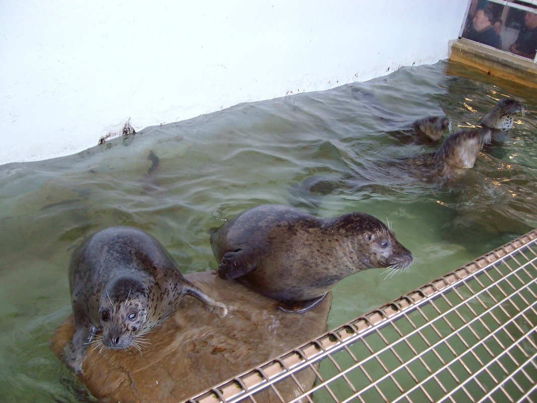 The seals are so entertaining at the Seaside Aquarium.