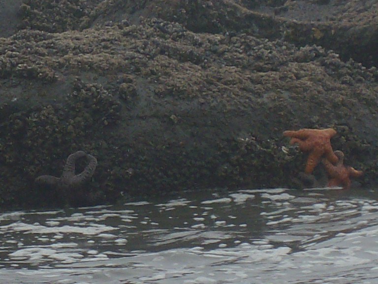 Cool sea life on Second Beach on the Olympic Peninsula.