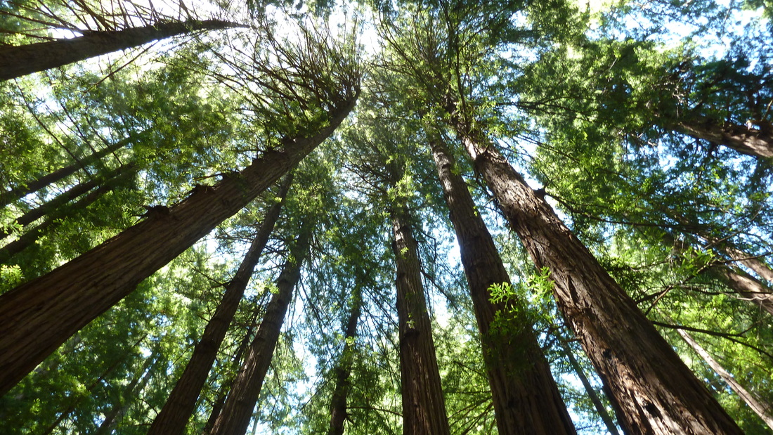 Muir Woods