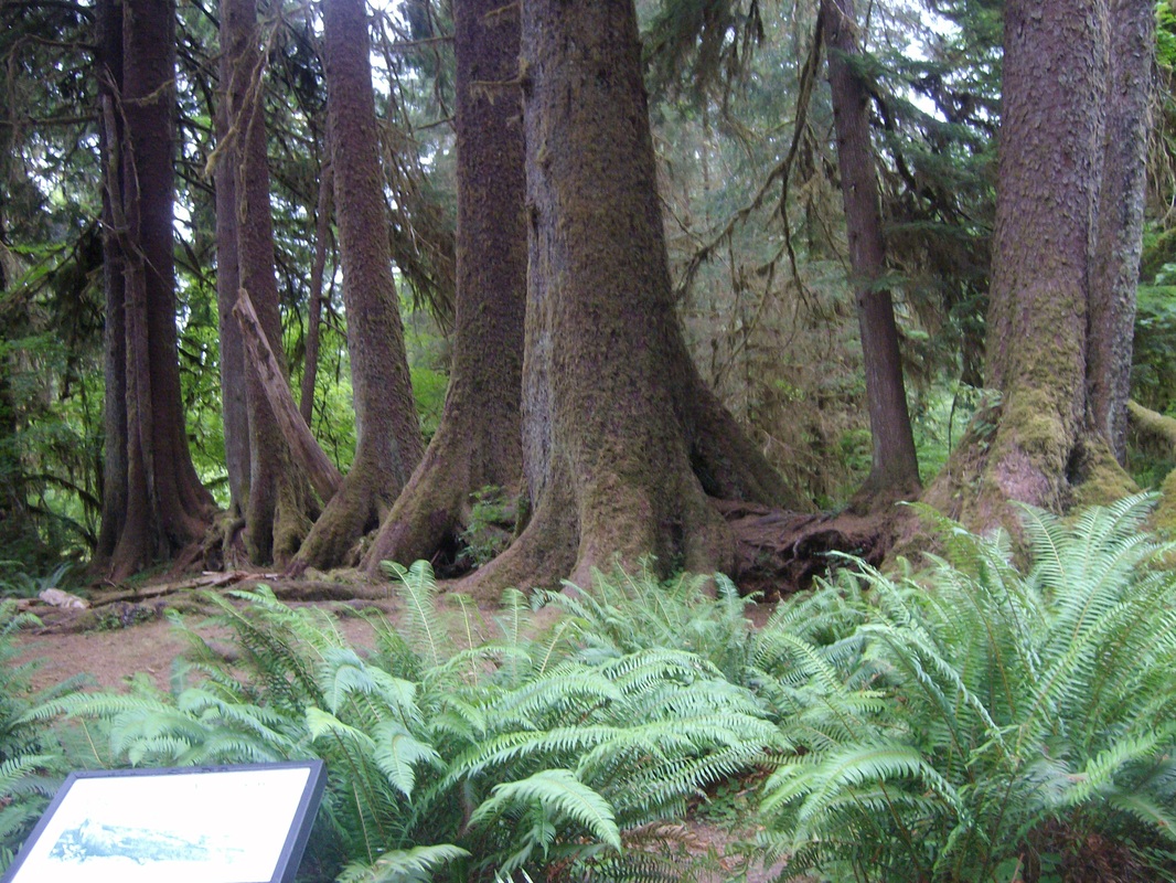 Pretty cool to visit the Hoh Rain Forest in Washington State. 