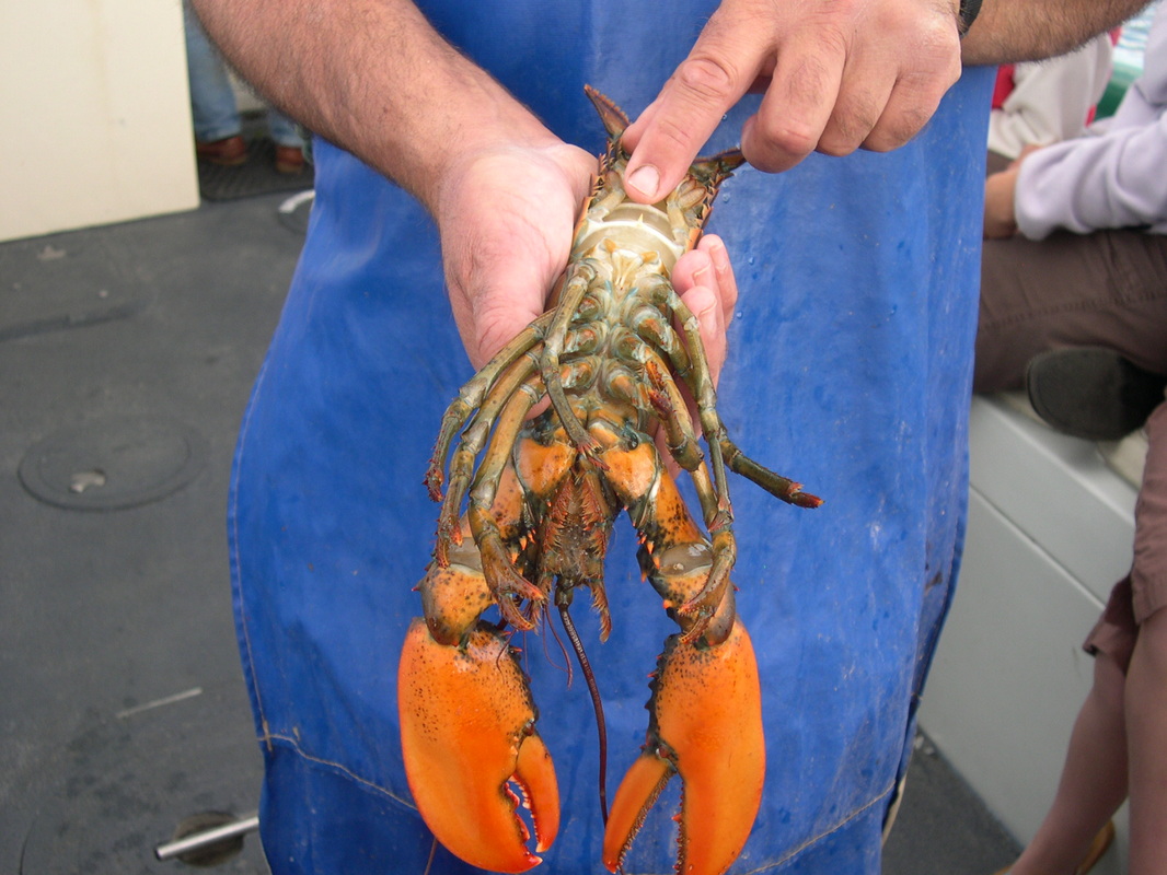 Learning about lobsters with Lulu Lobster Boat.