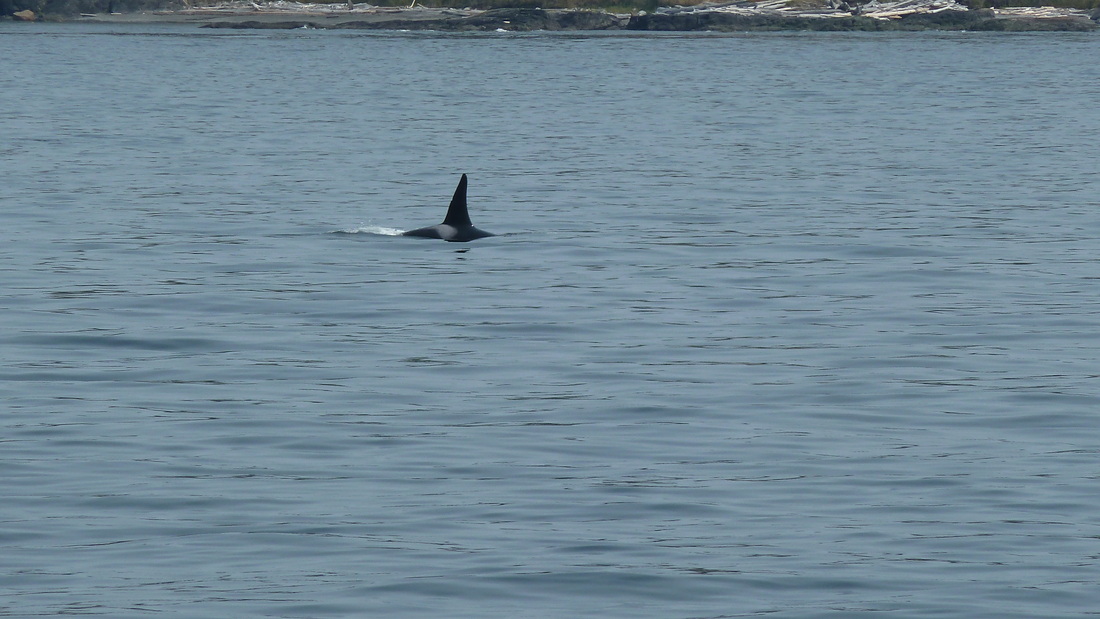Orca sighting on whale watching tour near San Juan Islands. 