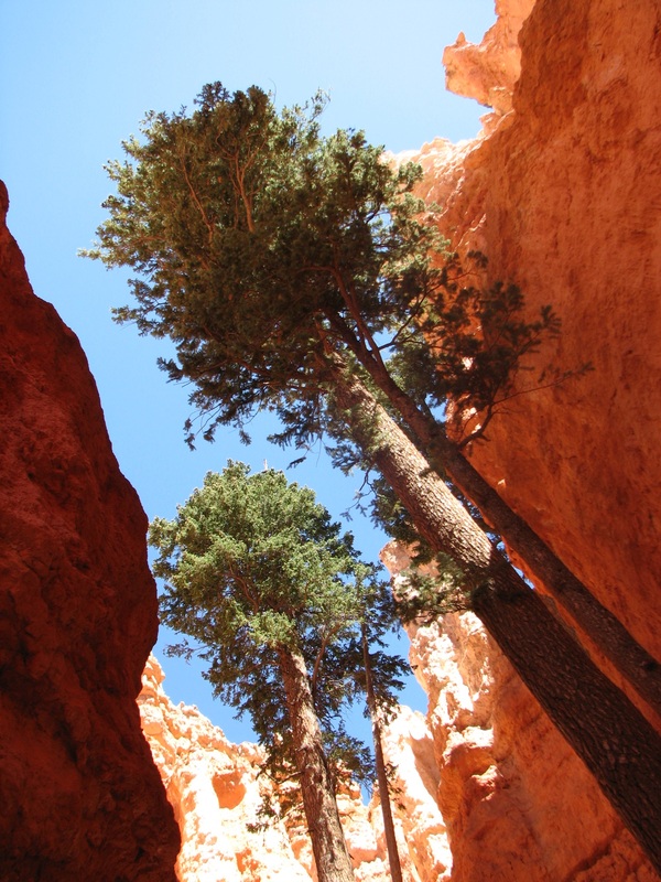 Looking up from the trail at Bryce Canyon.