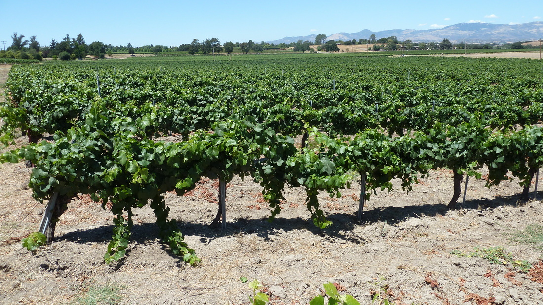 Fun stop at Kalyra Winery near Santa Barbara.