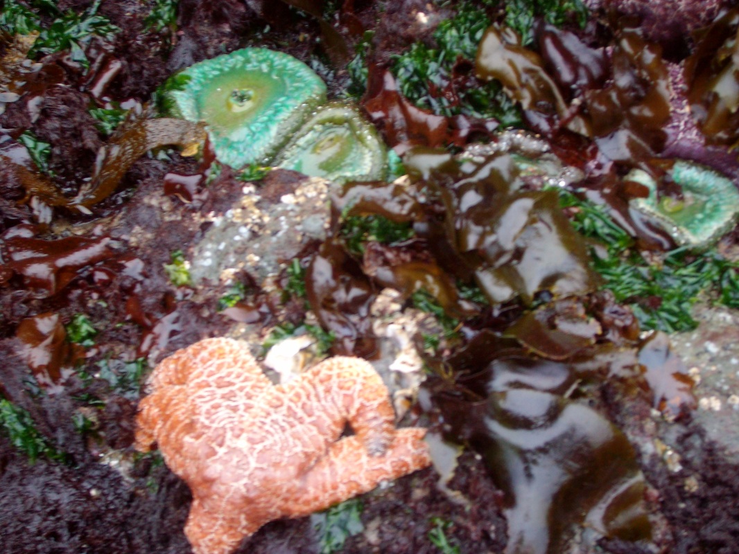 Up close with the sea life in Bandon, Oregon.