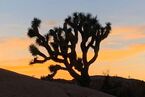 Sunset at Joshua Tree National Park. 
